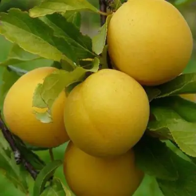 Слива СОЛНЫШКО в Бресте