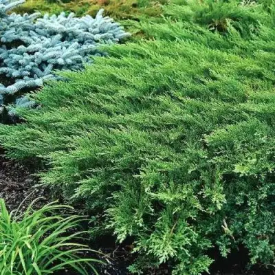 Можжевельник РОКЕРИ ДЖЕМ казацкий  в Бресте