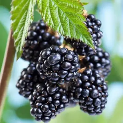 Ежевика БЛЭК САТИН бесшипная  в Бресте