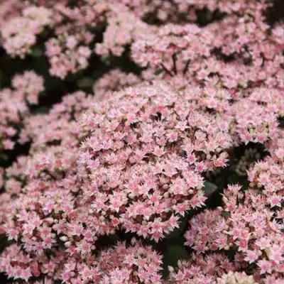 Очиток (седум) МАТРОНА в Бресте