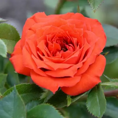 Роза ОРАНЖ ДЖЕВЕЛ миниатюрная в Бресте
