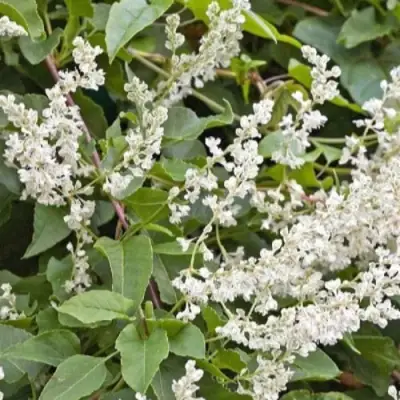 Фаллопия АУБЕРТА в Бресте