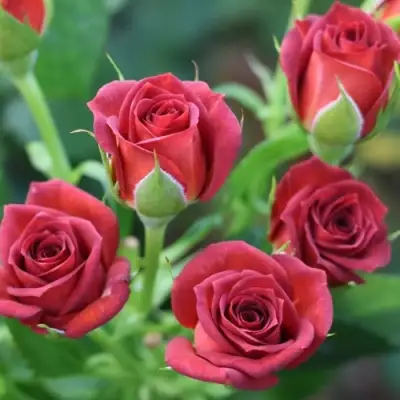 Роза ЧОКОЧИНО спрей в Бресте