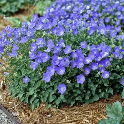 Колокольчик САНТА карпатский в Бресте