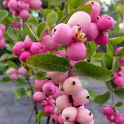 Снежноягодник ФИЕСТА БЕРРИ доренбоза в Бресте