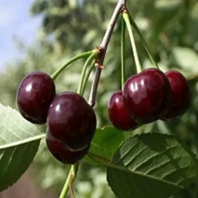 Вишня ВЛАДИМИРСКАЯ в Бресте