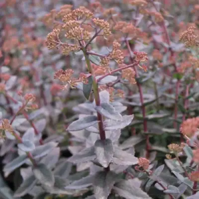 Очиток (седум) РЭЙН КСЕНОКС видный в Бресте