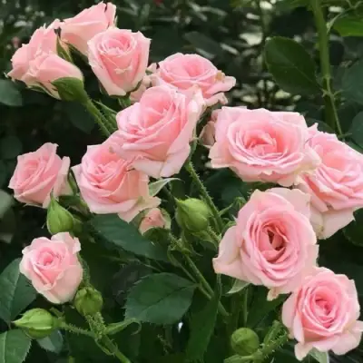 Роза КЛАССИК ЛИДИЯ спрей в Бресте