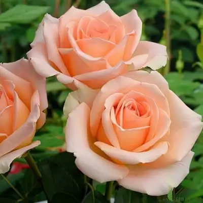 Роза ВЕРСИЛИЯ чайно-гибридная в Бресте