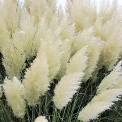 Кортадерия белая (пампасная трава) в Бресте