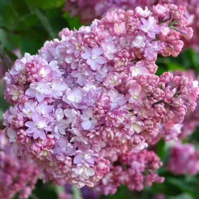 Сирень ПАМЯТЬ О ВЕХОВЕ в Бресте