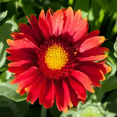 Гайлардия АРИЗОНА РЕД ШЕЙДС в Бресте