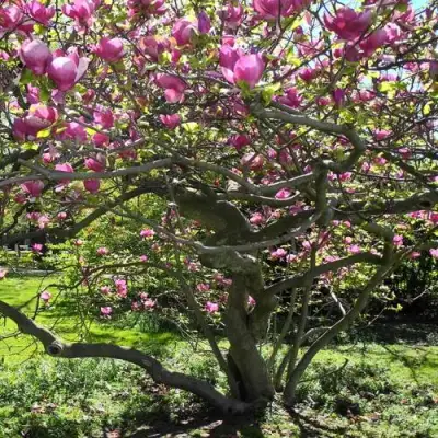 Магнолия СУЛАНЖА в Бресте