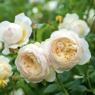 Роза КЛЭР ОСТИН английская в Бресте