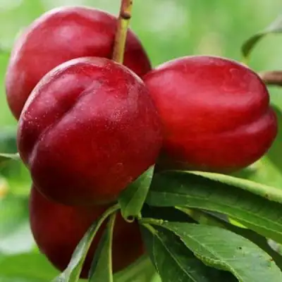 Нектарин КРЫМЧАНИН в Бресте