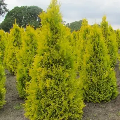 Туя САНКИСТ западная в Бресте