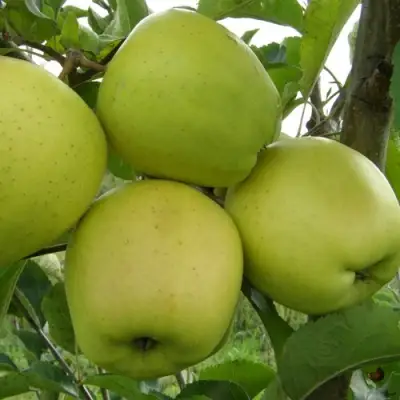 Яблоня КОШТЕЛЯ в Бресте