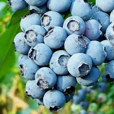 Голубика БРИГИТТА БЛЮ в Бресте