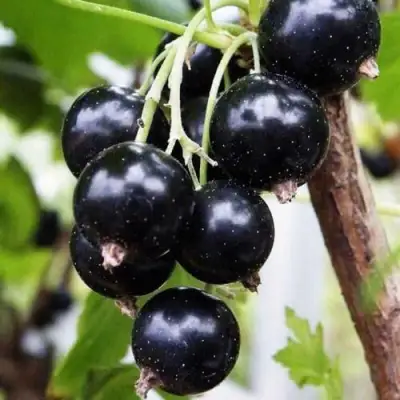 Смородина чёрная ДЕЛИКАТЕСНАЯ в Бресте