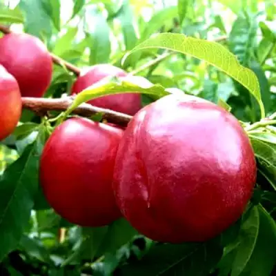 Нектарин ХАРКО в Бресте