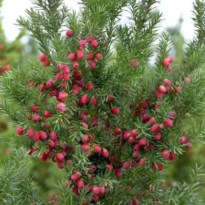 Тис ХИКСИ средний в Бресте