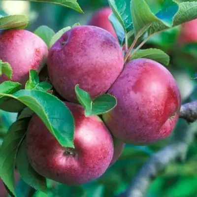 Яблоня СПАРТАН в Бресте