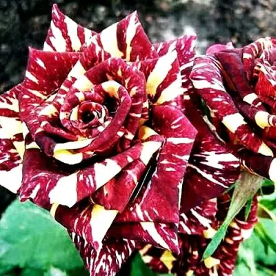 Роза ФОКУС ПОКУС флорибунда в Бресте