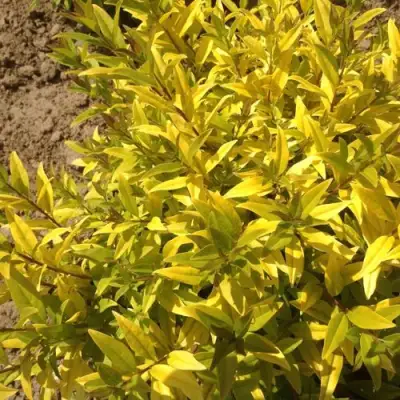 Бирючина АУРЕА обыкновенная в Бресте