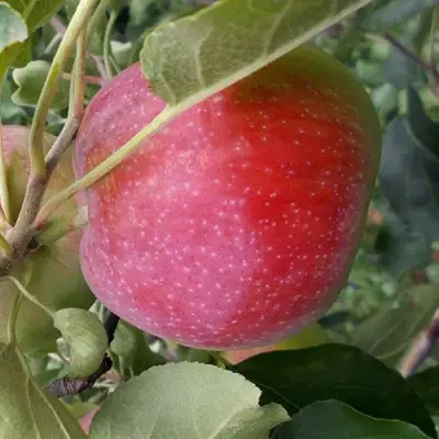 Яблоня АЛЬВА в Бресте