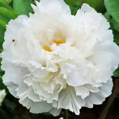 Пион БЕЛЫЙ СНЕГ древовидный в Бресте
