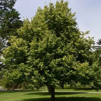 Липа сердцевидная в Бресте