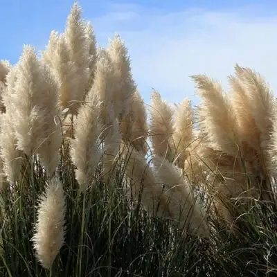 Кортадерия белая (пампасная трава) в Бресте