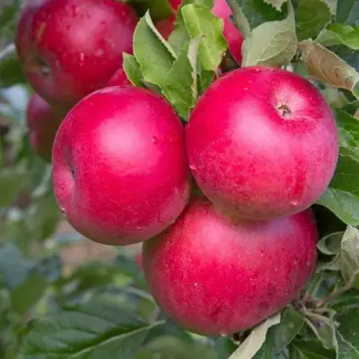 Яблоня РОЖДЕСТВЕНСКОЕ в Бресте