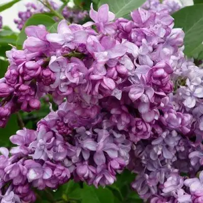 Сирень ГЕНЕРАЛ ПЕРШИНГ в Бресте