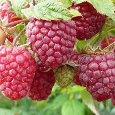 Малина ПОЛЬКА (ПОЛКА) в Бресте