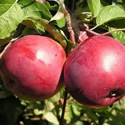 Яблоня ДАРУНАК в Бресте