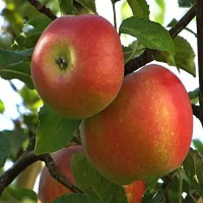 Яблоня ПЕРСИКОВАЯ в Бресте