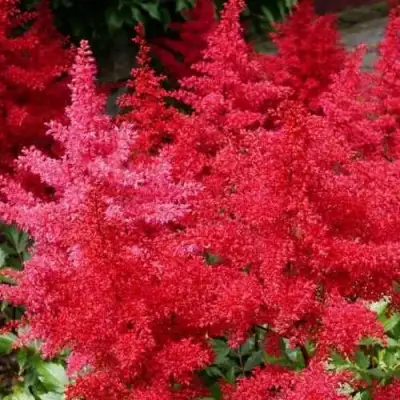 Астильба ЭТНА Арендса в Бресте