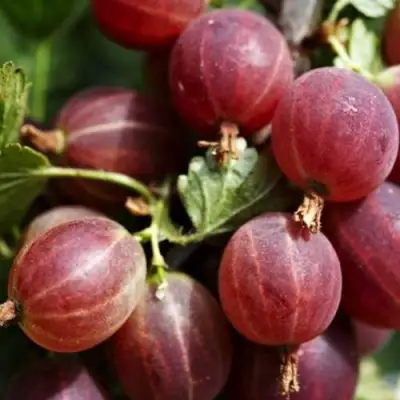 Крыжовник ХИННОМАКИ РОТ в Бресте