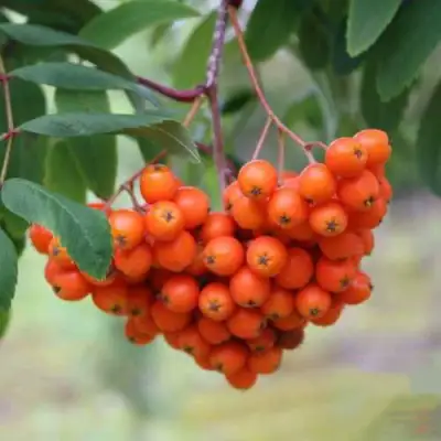 Рябина ВЕФЕД сладкоплодная в Бресте