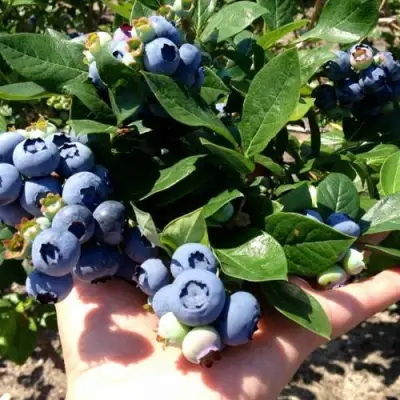 Голубика ДАРРОУ в Бресте