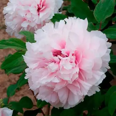 Пион ПЕРСИК ПОД СНЕГОМ древовидный в Бресте