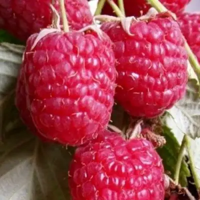 Малина ГЕРАКЛ в Бресте