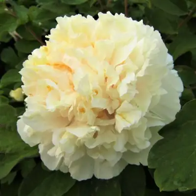 Пион НЕЖНЫЙ ГОЛОС древовидный в Бресте