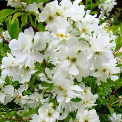 Экзохорда ЗЕ БРАЙД в Бресте