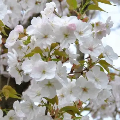 Сакура САНСЕТ БУЛЕВАРД в Бресте