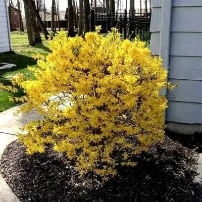 Форзиция ЛЕДНОГОРА промежуточная в Бресте