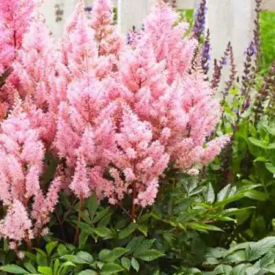 Астильба ЛУК ЭТ МИ японская в Бресте