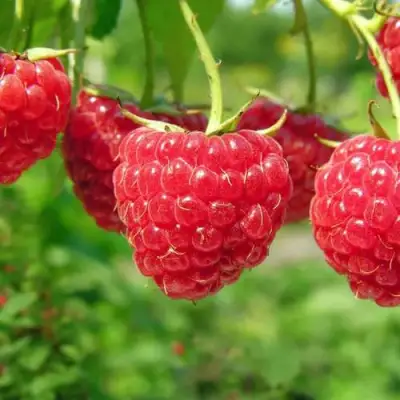 Малина ПРОСТО ПРЕЛЕСТЬ (СТОЛЕШНИК) в Бресте