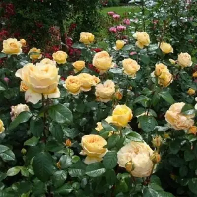 Роза КЕНДЛАЙТ чайно-гибридная в Бресте